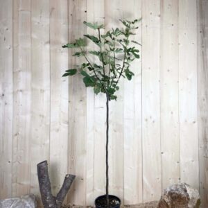 Ficus Carica Verte De Sicile Cont 10 L 1/2 Tige 6/8