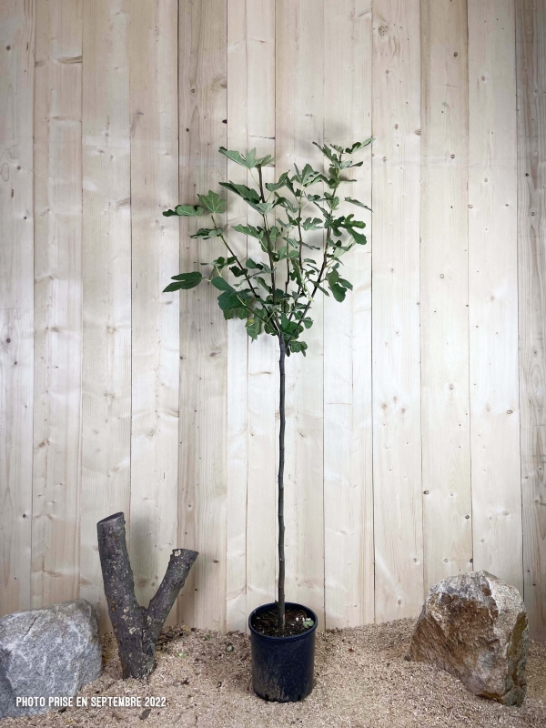 Ficus Carica Verte De Sicile Cont 10 L 1/2 Tige 6/8