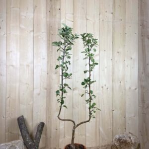 Malus Domestica Belle De Boskoop Cont 10 L déco Simple U