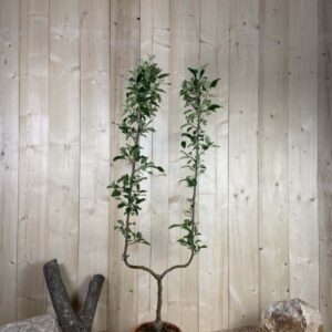 Malus Domestica Gala Cont 10 L déco Simple U