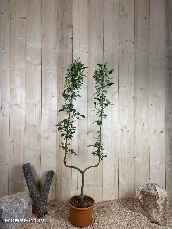 Malus Domestica Gala Cont 10 L déco Simple U