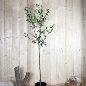 Malus Domestica Jonagold Cont 10 L 1/2 Tige 6/8