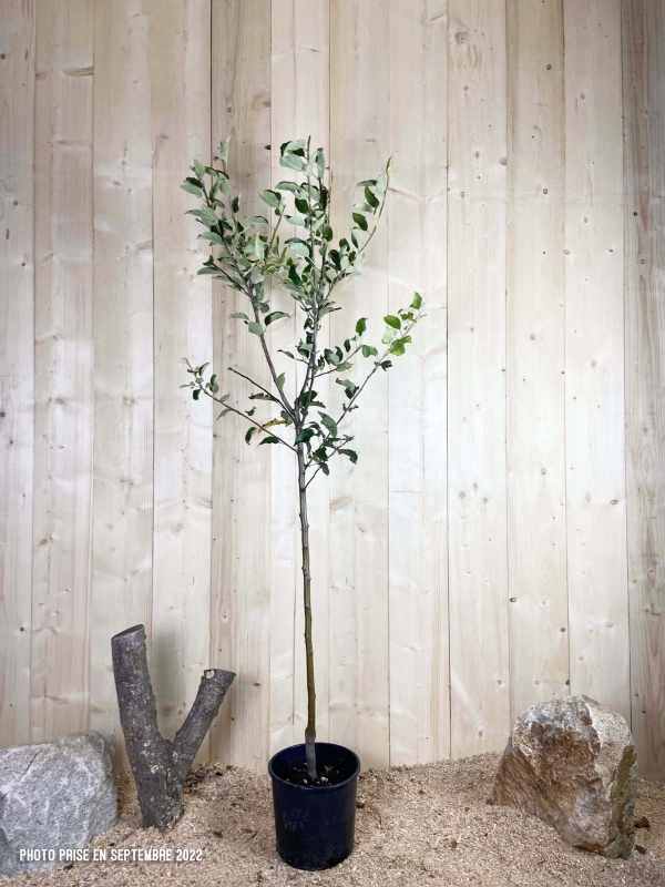 Malus Domestica Jonagold Cont 10 L 1/2 Tige 6/8
