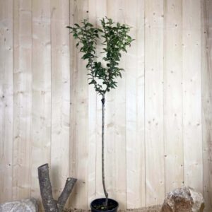 Mespilus Germanica Cont 10 L 1/2 Tige 6/8