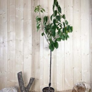 Prunus Avium Lapins Cont 10 L 1/2 Tige 6/8