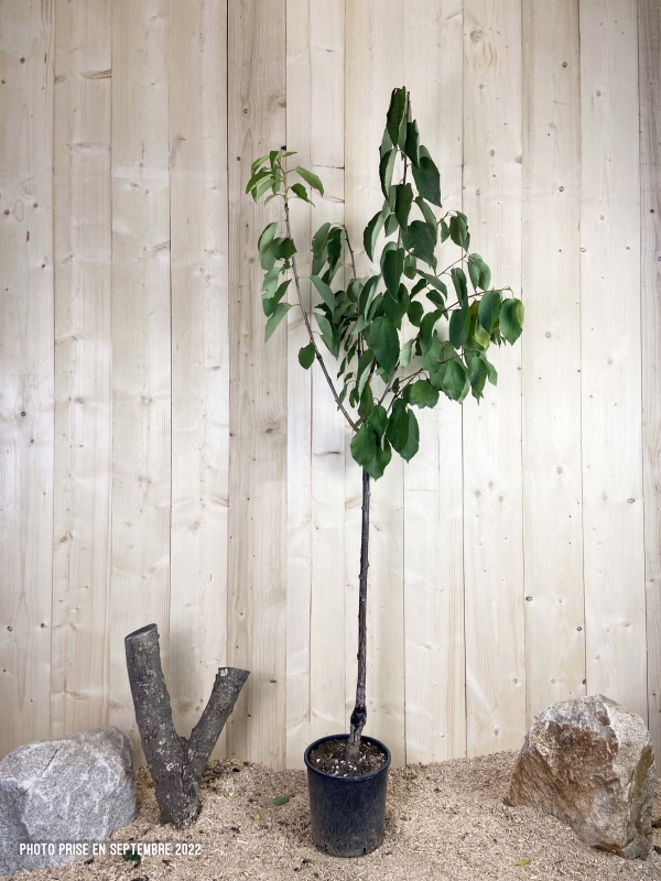 Prunus Avium Lapins Cont 10 L 1/2 Tige 6/8
