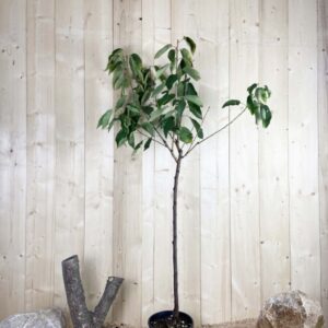 Prunus Avium Sunburst Cont 10 L 1/2 Tige 6/8