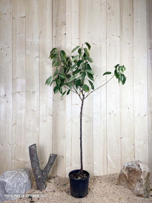 Prunus Avium Sunburst Cont 10 L 1/2 Tige 6/8