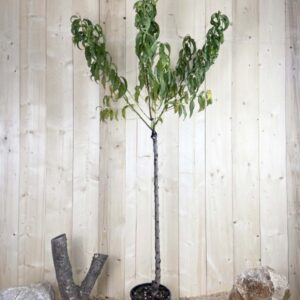 Prunus Nucipersica Armking® Cont 10 L 1/2 Tige 6/8