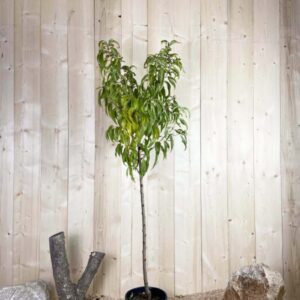 Prunus Nucipersica Stark Red Gold Cont 10 L 1/2 Tige 6/8