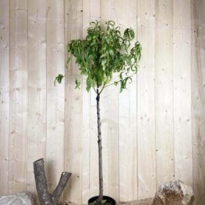 Prunus Persica Sanguine Vineuse Cont 10 L 1/2 Tige 6/8