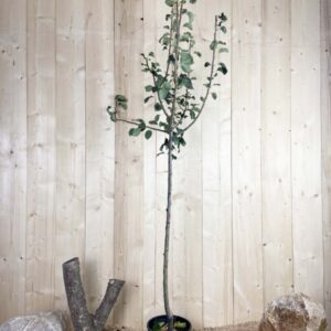 Pyrus Domestica Comtesse De Paris Cont 10 L 1/2 Tige 6/8