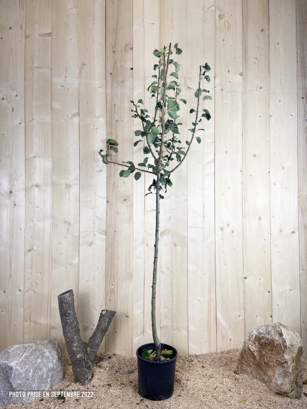 Pyrus Domestica Comtesse De Paris Cont 10 L 1/2 Tige 6/8