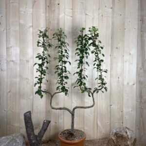 Pyrus Domestica General Leclerc Cont 22 L déco Double U