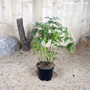 Rubus Idaeus September Cont 3 L Touffe