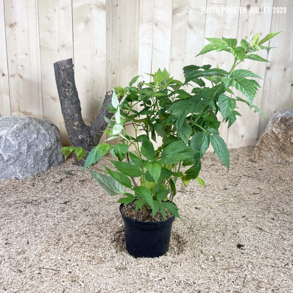Rubus Idaeus Scepter Cont 3 L Touffe