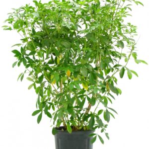 Choisya Ternata Cont 10 L 80/100