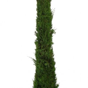 Cupressus Sempervirens Sancorey * Cont 45 L 250/300