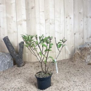 Hydrangea Paniculata Sundae Fraise ® Cont 3 L 40/60