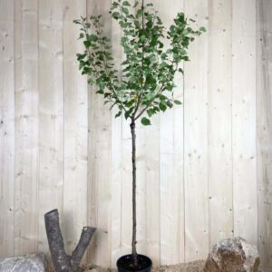 Prunus Armeniaca Pêche de Nancy Cont 10 L 1/2 Tige 6/8