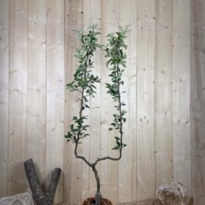 Malus Domestica Jonagold Cont 10 L déco Simple U