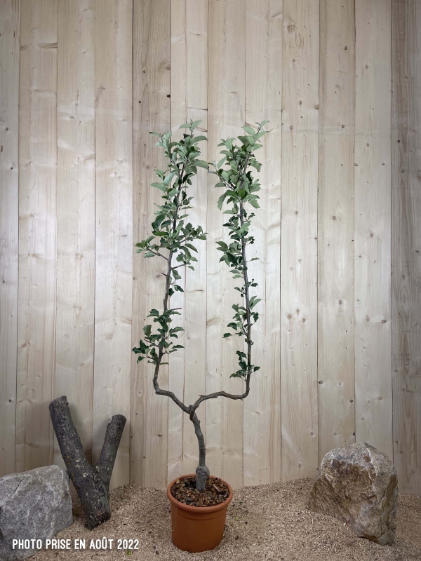 Malus Domestica Jonagold Cont 10 L déco Simple U