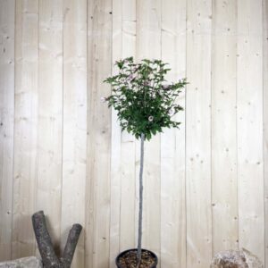 Hibiscus Syriacus Red Heart Cont 15 L 1/2 Tige 6/8