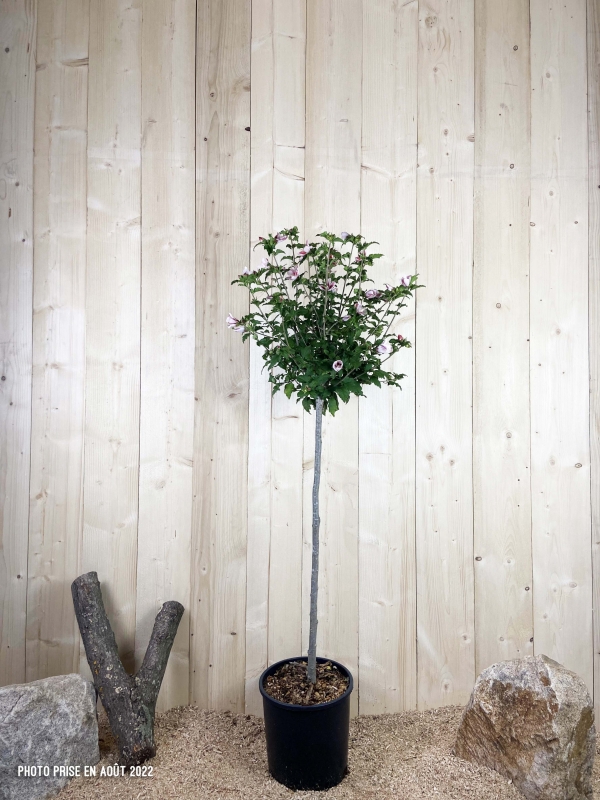 Hibiscus Syriacus Red Heart Cont 15 L 1/2 Tige 6/8