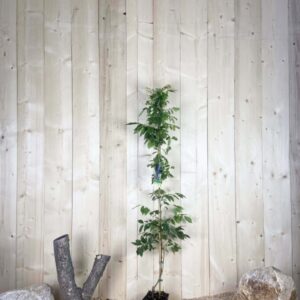 Wisteria Sinensis Bleu Cont 3 L 100/125