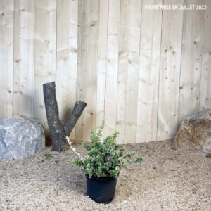 Euonymus Fortunei Emerald Gaiety Cont 3 L 20/30