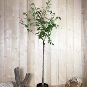 Prunus Avium Griotte De Montmorency Cont 10 L 1/2 Tige 6/8