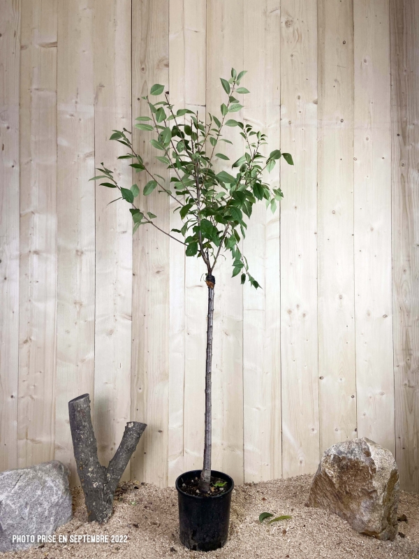 Prunus Avium Griotte De Montmorency Cont 10 L 1/2 Tige 6/8