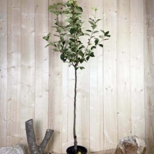 Diospyros Kaki Tipo Cont 10 L 1/2 Tige 6/8