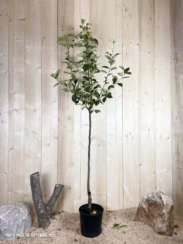 Diospyros Kaki Tipo Cont 10 L 1/2 Tige 6/8