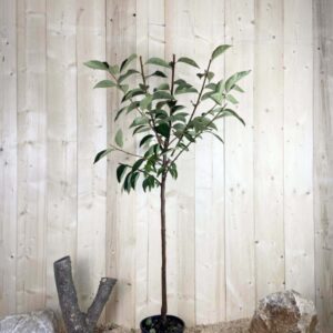 Diospyros Kaki Fuyu Cont 10 L 1/2 Tige 6/8