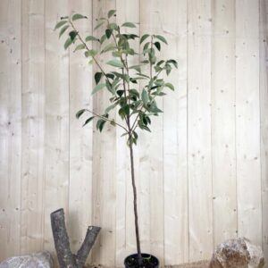 Diospyros Kaki Rojo Brillante Cont 10 L 1/2 Tige 6/8