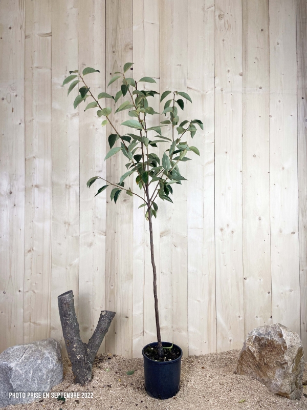 Diospyros Kaki Rojo Brillante Cont 10 L 1/2 Tige 6/8