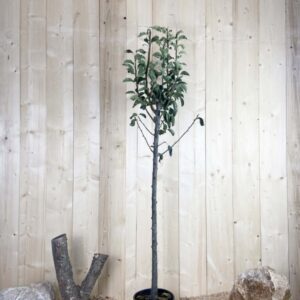 Pyrus Domestica Highland Cont 10 L 1/2 Tige 6/8