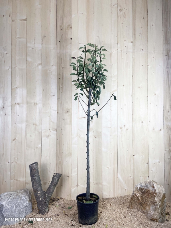 Pyrus Domestica Highland Cont 10 L 1/2 Tige 6/8
