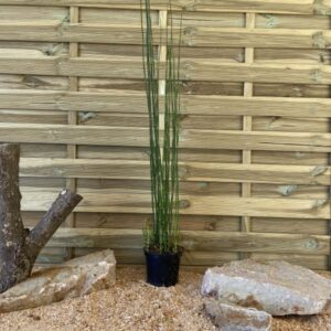 Equisetum japonicum Cont 3 L Touffe