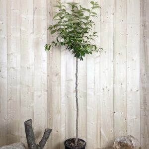 Diospyros Kaki Muscat Cont 15 L 1/2 Tige 6/8
