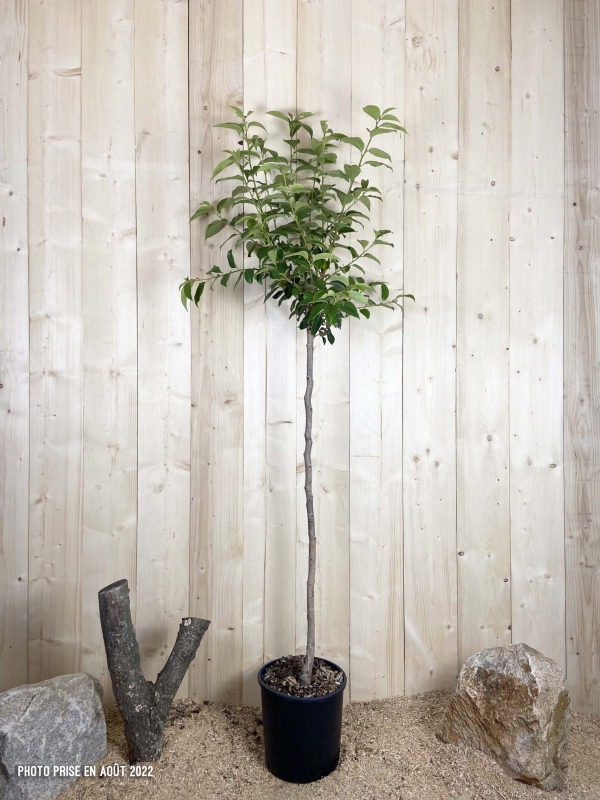 Diospyros Kaki Muscat Cont 15 L 1/2 Tige 6/8