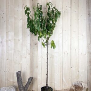 Prunus Persica Cresthaven Cont 10 L 1/2 Tige 6/8