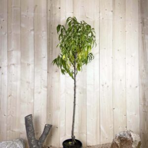 Prunus Nucipersica Venus Cont 10 L 1/2 Tige 6/8