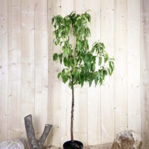 Prunus Persica Pêche de Vigne Cont 10 L 1/2 Tige 6/8