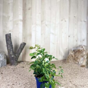 Rosa Voluptia Amber ® Cont 3 L Touffe / Avec PLV