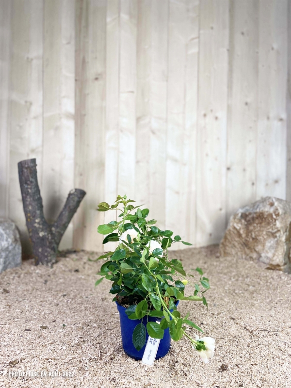 Rosa Voluptia Amber ® Cont 3 L Touffe / Avec PLV