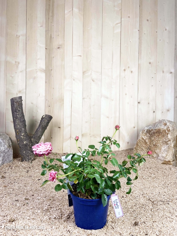 Rosa Voluptia Pink ® Cont 3 L Touffe / Avec PLV