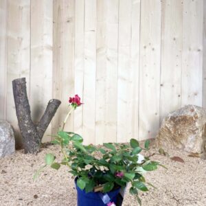 Rosa Voluptia Crazy Pink ® Cont 3 L Touffe