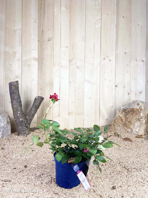 Rosa Voluptia Crazy Pink ® Cont 3 L Touffe